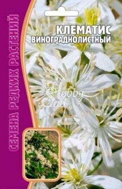 Цветы Клематис Виноградолистный (7 шт) ЭКЗОТИКА