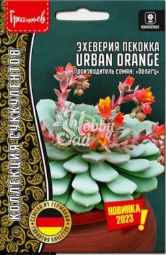 Цветы Эхеверия Пекокка Урбан Оранж (5 шт) ЭКЗОТИКА
