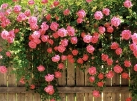 Плетистые розы в оформлении сада