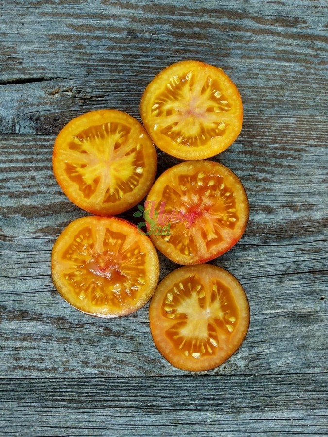 Апельсин томат описание и фото