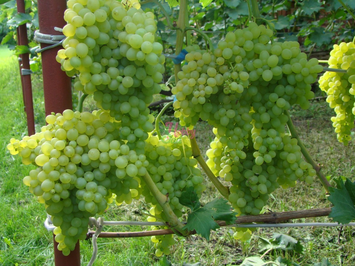 кишмиш долгожданный описание сорта фото отзывы виноград