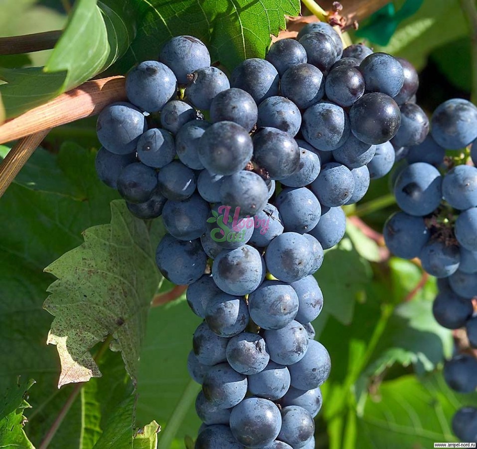 Виноград Амурский синий