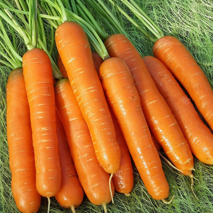 Морковь Нантская-4-НК