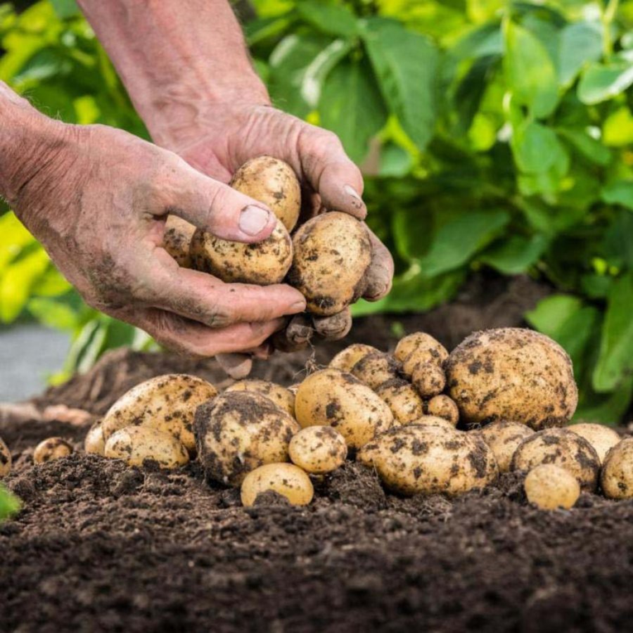 Готовь картофель загодя — Статьи — Хобби Сад
