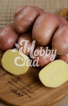 Картофель семенной Ажур среднеранний (Элита) (сетка 2 кг/шт) Седек