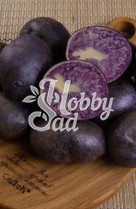 Картофель семенной Фиолетовый (Гурман) среднеранний (Элита) (сетка 2 кг/шт) Седек