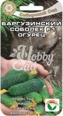 Огурец Баргузинский соболек F1 (7 шт) Сибирский Сад