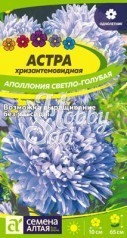 Цветы Астра Аполлония Светло-голубая хризантемовидная (0,2 гр) Семена Алтая