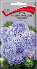 Цветы Астра Валентинов день лавандовая (0,2 г) Поиск