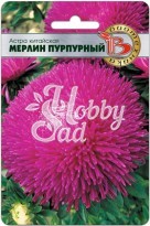 Цветы Астра китайская Мерлин Пурпурный (50 шт) Биотехника