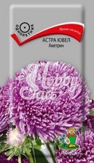 Цветы Астра Ювел Аметрин (0,2 г) Поиск