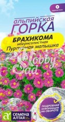 Цветы Брахикома Пурпурная малышка (0,5 г) Семена Алтая