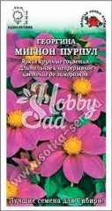 Цветы Георгина Мигнон Пурпул (0,2 г) Сотка