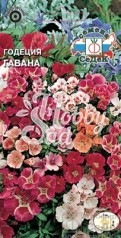 Цветы Годеция Гавана  (0,1 г) Седек