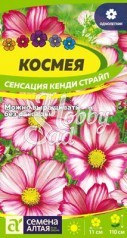 Цветы Космея Сенсация Кенди Страйп (0,5 гр) Семена Алтая