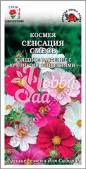 Цветы Космея Сенсация смесь (0,5 г) Сотка