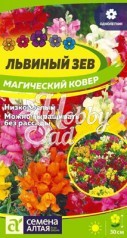 Цветы Львиный зев Магический Ковер (0,2 гр) Семена Алтая