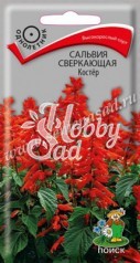 Цветы Сальвия Костер сверкающая (0,1) Поиск