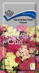 Цветы Тысячелистник Попугай  (10 шт) Поиск