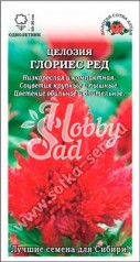 Цветы Целозия Глориес Ред перистая (10 шт) Сотка