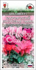 Цветы Цикламен Бахромчатый Лососевая гамма (3 шт) Сотка