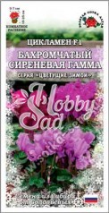 Цветы Цикламен Бахромчатый Сиреневая гамма (3 шт) Сотка