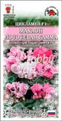 Цветы Цикламен Махаон Лососевая гамма (3 шт) Сотка