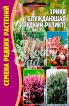 Цветы Эрика блуждающая (редкий реликт) (15 шт) ЭКЗОТИКА